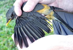 Olive Thrush photo 4