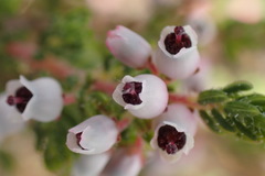 Erica setacea