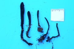 Geoglossum difforme