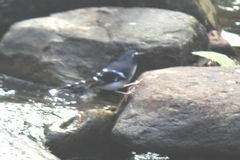 Enicurus schistaceus
