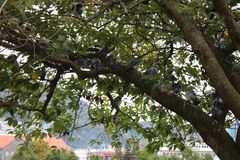 Columba livia domestica