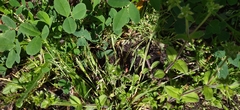 Cerastium glomeratum
