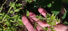 Cerastium glomeratum