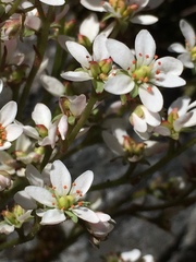 Micranthes occidentalis