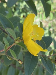 Hypericum patulum
