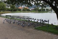 Columba livia domestica