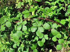 Rubus boudiccae