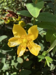 Hypericum patulum