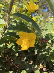Hypericum patulum