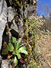 Micranthes occidentalis