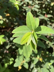 Hypericum patulum