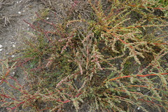 Suaeda pannonica