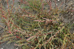 Suaeda pannonica