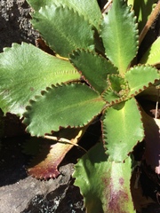 Micranthes occidentalis