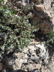 Genista albida