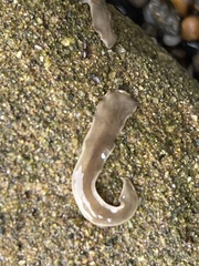 Leptoplanoidea