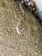 Leptoplanoidea
