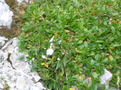 Heliosperma
