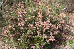 Erica setacea