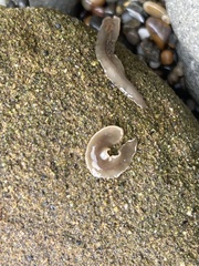 Leptoplanoidea