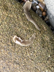 Leptoplanoidea