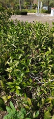 Ruscus