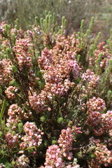Erica setacea