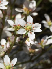 Micranthes occidentalis