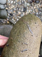 Leptoplanoidea