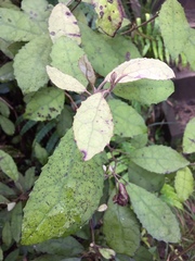 Brachyglottis myrianthos