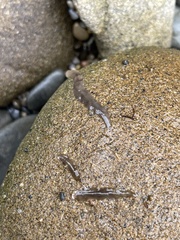 Leptoplanoidea
