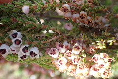 Erica setacea