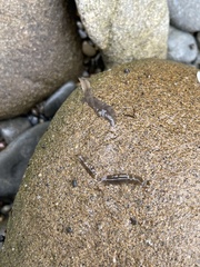 Leptoplanoidea
