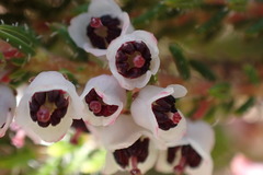 Erica setacea