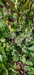 Sonchus oleraceus