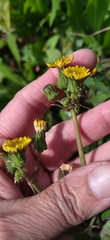 Sonchus oleraceus