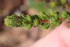 Erica setacea