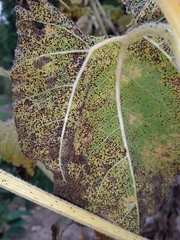 Puccinia helianthi