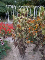 Puccinia helianthi