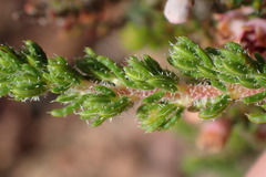 Erica setacea