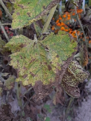 Puccinia helianthi
