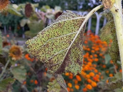 Puccinia helianthi