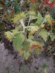 Puccinia helianthi