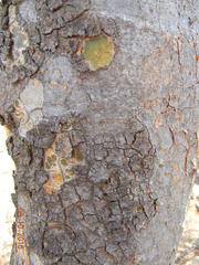 Commiphora mollis