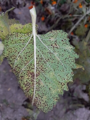 Puccinia helianthi