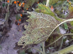 Puccinia helianthi
