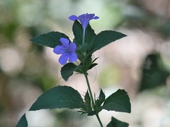 Ruellia drummondiana