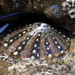 Ornate Limpet - Photo (c) Tony Wills, some rights reserved (CC BY-SA), uploaded by Tony Wills