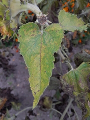 Puccinia helianthi