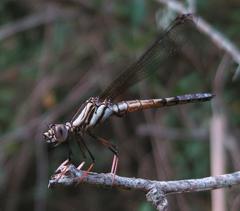 Platycypha fitzsimonsi